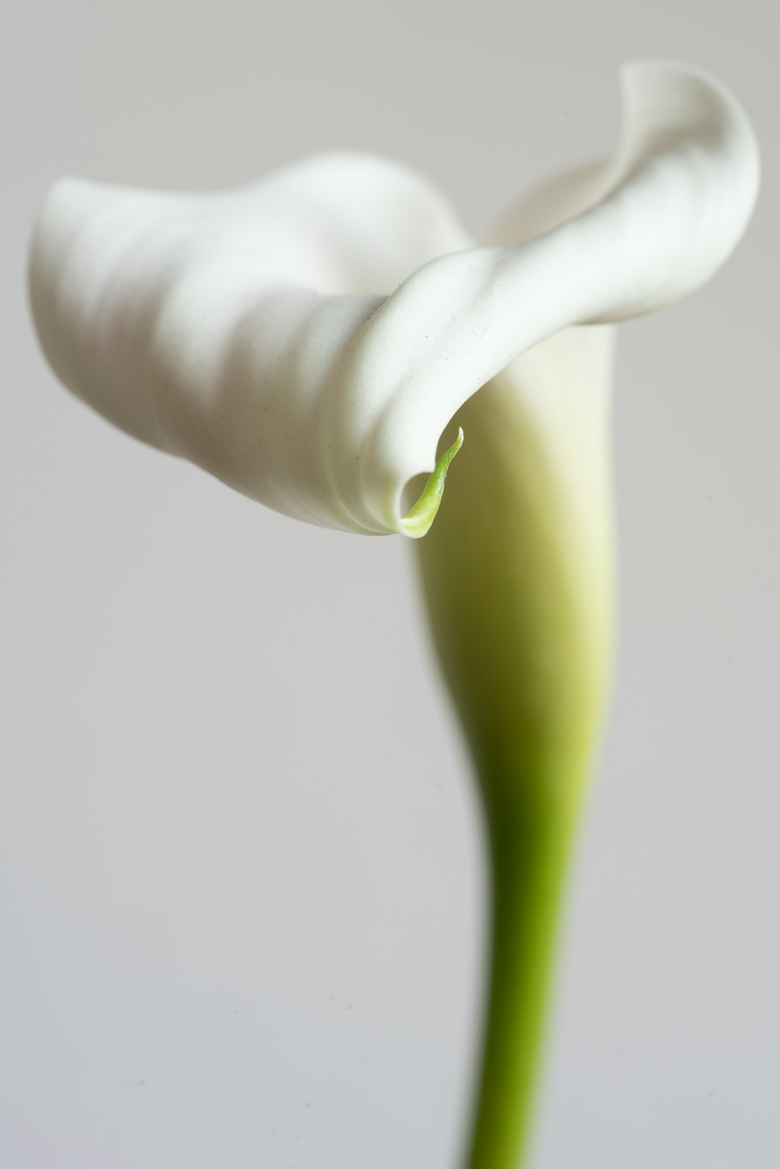 Cala blanca abriéndose — la flor sagrada que da nombre a Khala